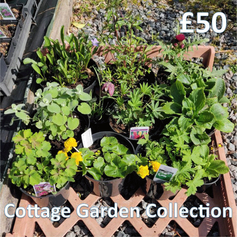 Garden Cottage Nursery