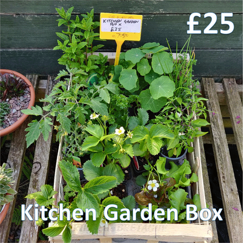 Garden Cottage Nursery