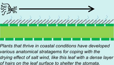 Plants that thrive in coastal conditions have developed various anatomical stratagems for coping with the drying effect of salt wind, like this leaf with a dense layer of hairs on the leaf surface to shelter the stomata.