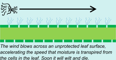 The wind blows across an unprotected leaf surface, accelerating the speed that moisture is transpired from the cells in the leaf. Soon it will wilt and die.