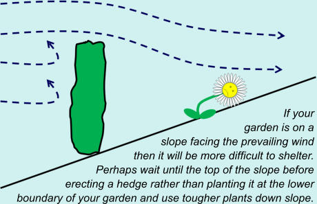 If your  garden is on a  slope facing the prevailing wind  then it will be more difficult to shelter.   Perhaps wait until the top of the slope before  erecting a hedge rather than planting it at the lower  boundary of your garden and use tougher plants down slope.