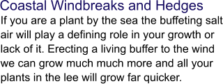 Coastal Windbreaks and Hedges If you are a plant by the sea the buffeting salt air will play a defining role in your growth or lack of it. Erecting a living buffer to the wind we can grow much much more and all your plants in the lee will grow far quicker.