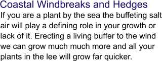 Coastal Windbreaks and Hedges If you are a plant by the sea the buffeting salt air will play a defining role in your growth or lack of it. Erecting a living buffer to the wind we can grow much much more and all your plants in the lee will grow far quicker.