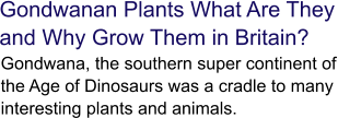 Gondwanan Plants What Are They and Why Grow Them in Britain?  Gondwana, the southern super continent of the Age of Dinosaurs was a cradle to many interesting plants and animals.